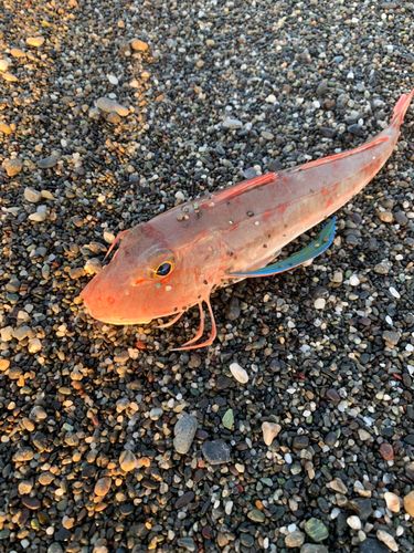ホウボウの釣果