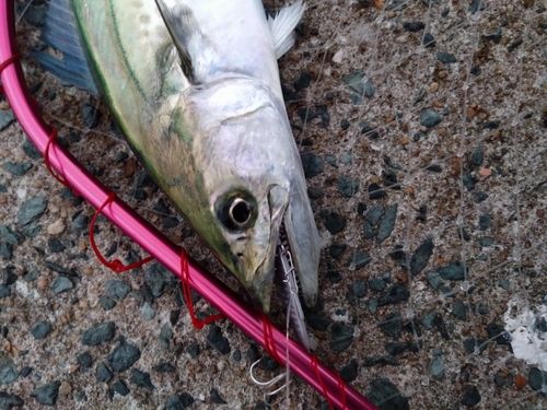 サゴシの釣果