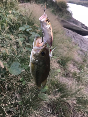 ブラックバスの釣果