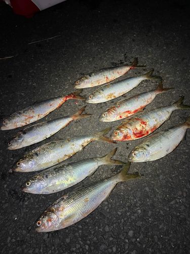 コノシロの釣果