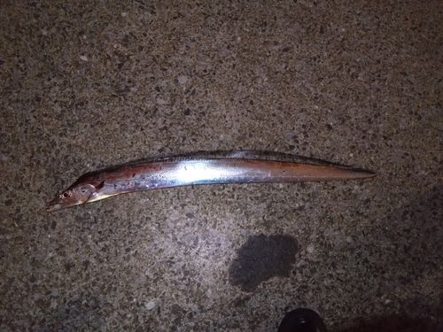 タチウオの釣果