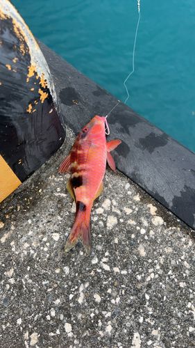 オジサンの釣果