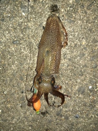 ヒイカの釣果