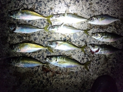 アジの釣果