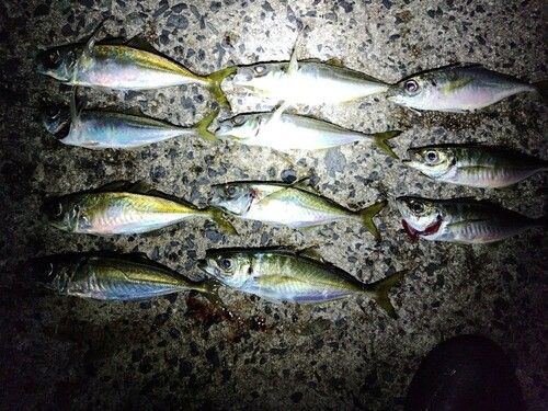 アジの釣果