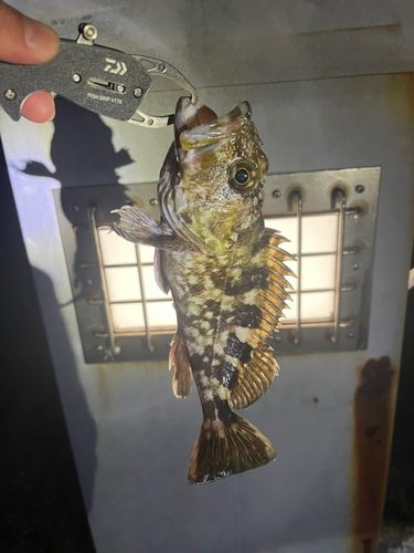 東京ゲートブリッジ付近