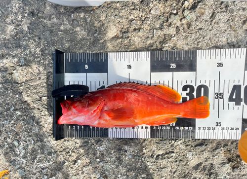 アカハタの釣果