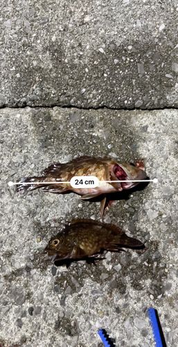 カサゴの釣果