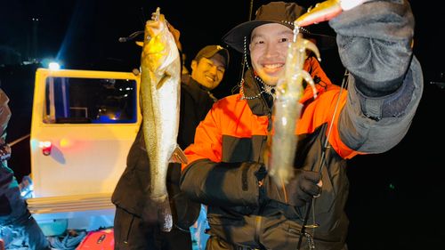 シーバスの釣果