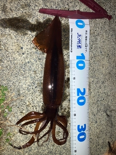 スルメイカの釣果