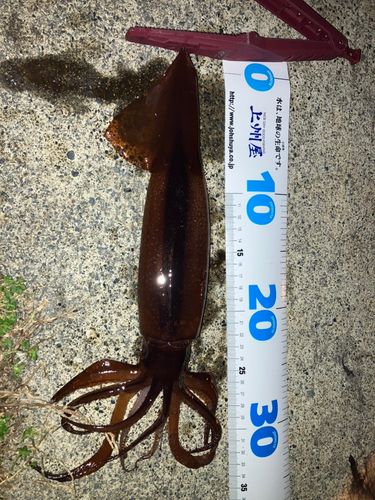スルメイカの釣果