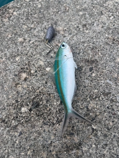 ササムロの釣果