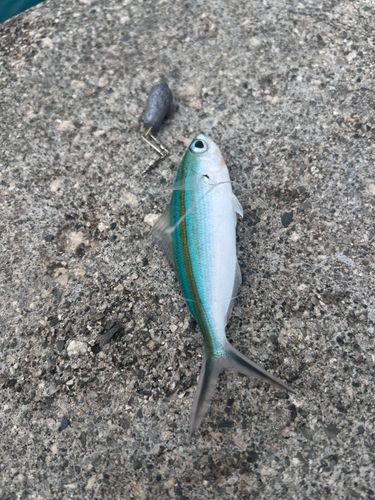 ササムロの釣果