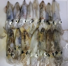 ヒイカの釣果