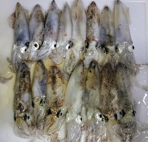 ヒイカの釣果