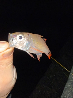 ネンブツダイの釣果