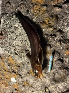 ゴンズイの釣果