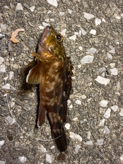 カサゴの釣果