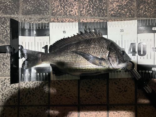 クロダイの釣果