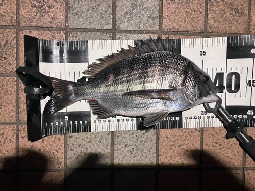 クロダイの釣果