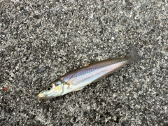 シロギスの釣果