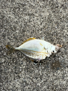 ヒイラギの釣果