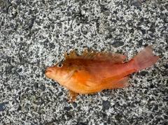 オキゴンベの釣果