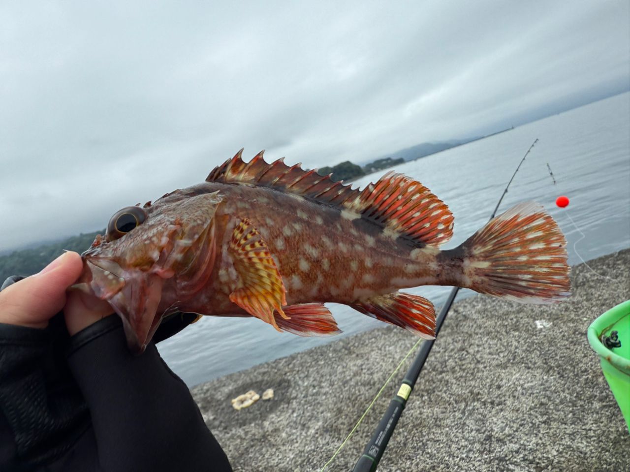 DAIWA 20穴釣り専科 M110の最安値・インプレ・釣果 | 本音の口コミが