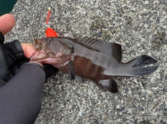 ヤミハタの釣果
