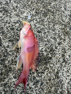アカオビハナダイの釣果