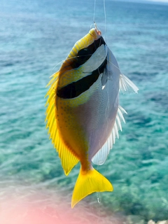 ヒメアイゴの釣果