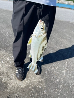 コトヒキの釣果
