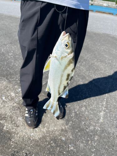コトヒキの釣果
