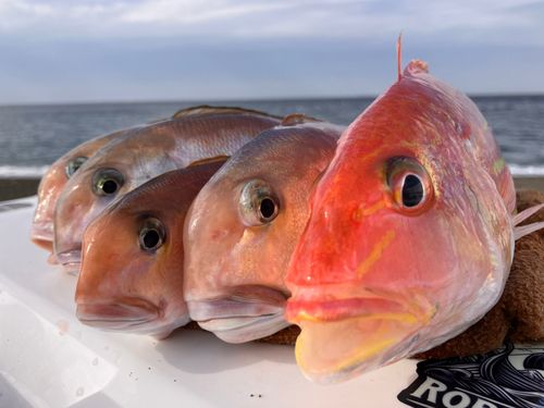 シロアマダイの釣果