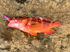 アカハタの釣果