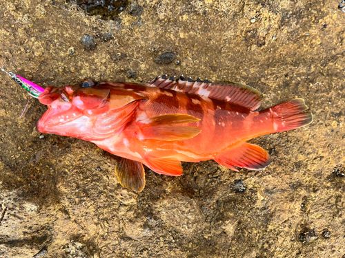 アカハタの釣果