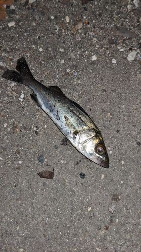 セイゴ（タイリクスズキ）の釣果