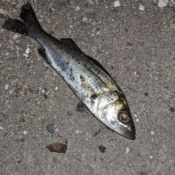 セイゴ（タイリクスズキ）