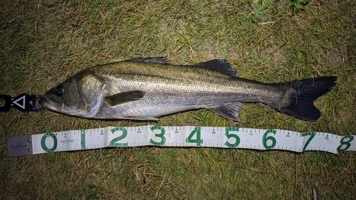 東京湾（アクアライン〜富津）