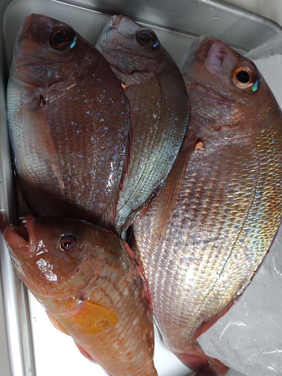 風のふ〜こ丸♂さんの釣果 3枚目の画像