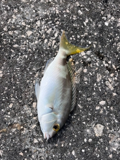 アミフエフキの釣果