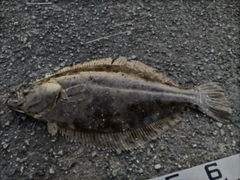 ヒラメの釣果