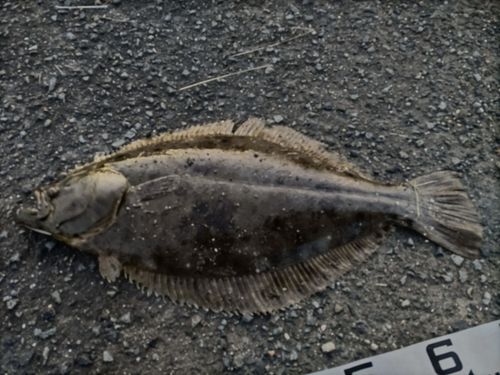 ヒラメの釣果