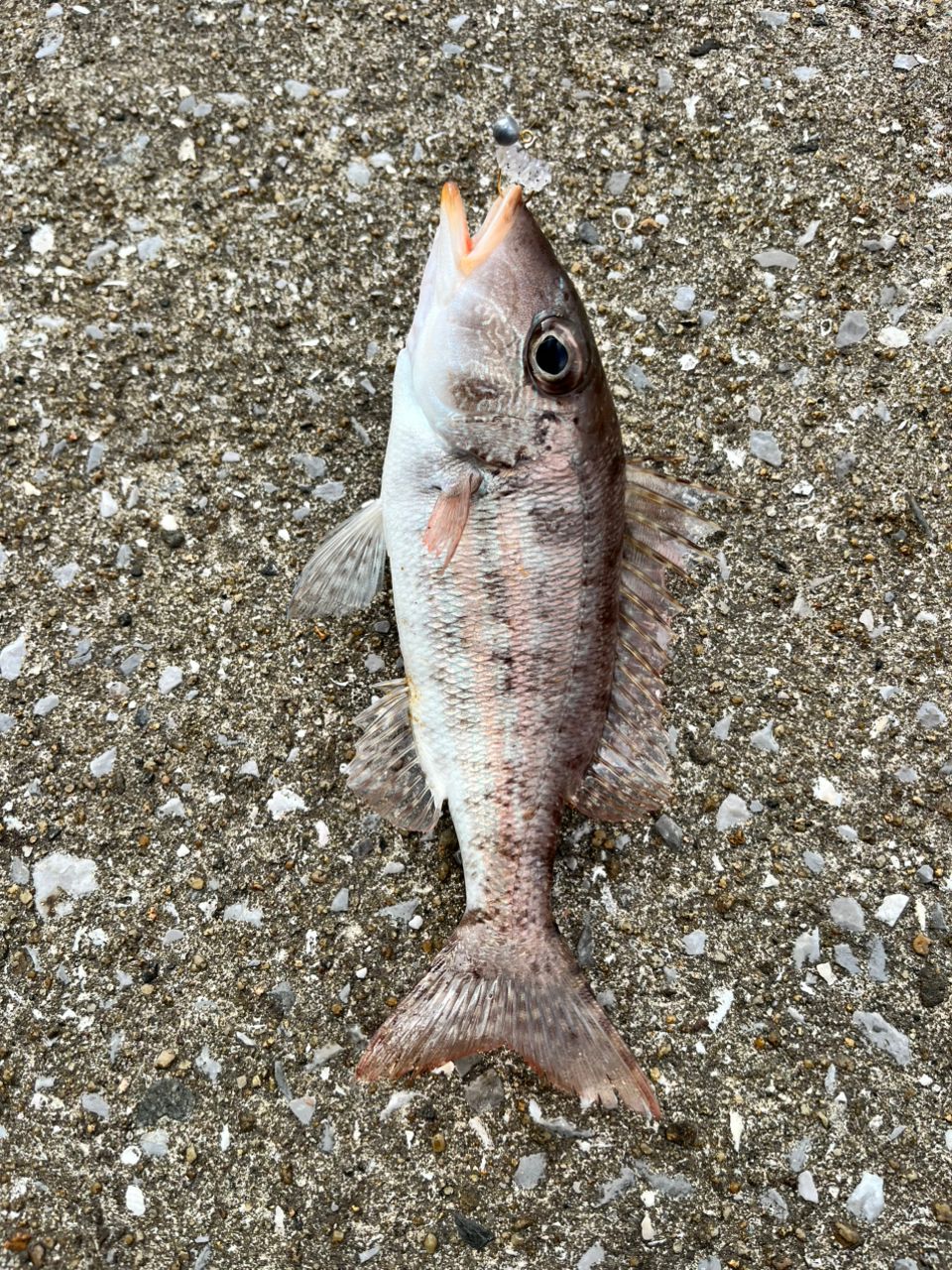 AbuGarcia ソルティーステージ プロトタイプ アジング XAJS-6102LSSの