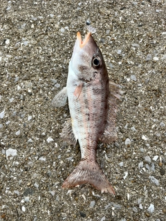 イトフエフキの釣果