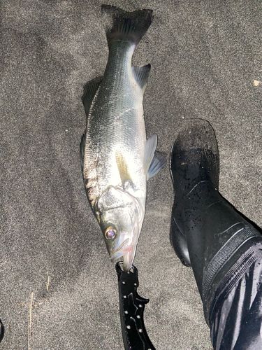 セイゴ（ヒラスズキ）の釣果