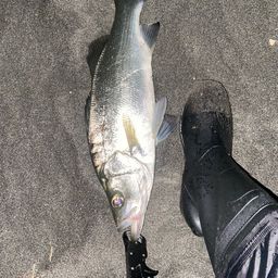 セイゴ（ヒラスズキ）