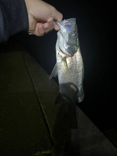 セイゴ（ヒラスズキ）の釣果