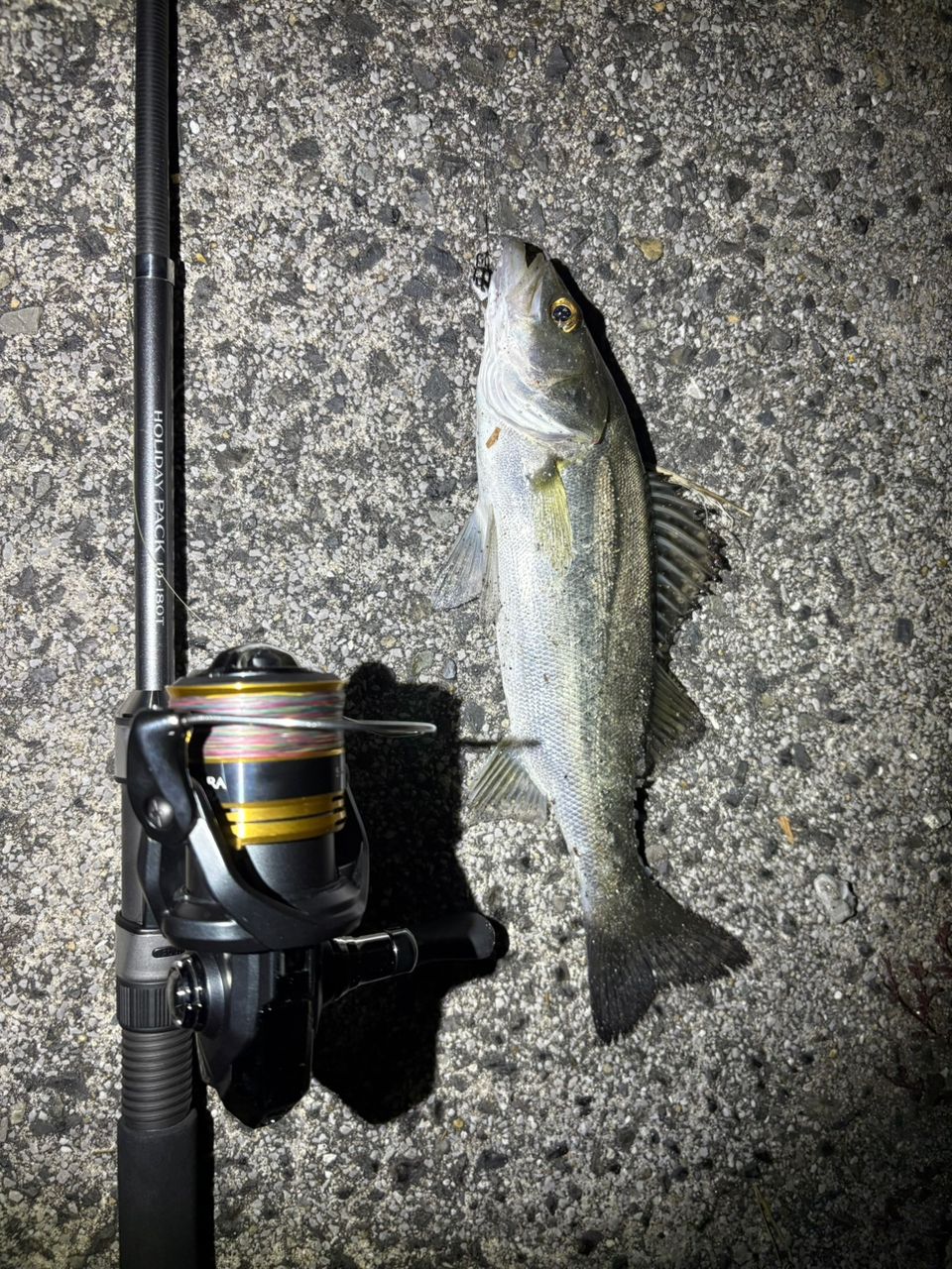 SHIMANO ホリデーパックの最安値・インプレ・釣果 | 本音の口コミが