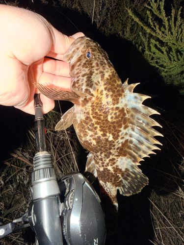 ベッコウゾイの釣果